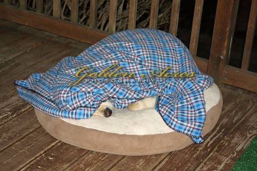 Camping Out