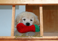 Christmas Puppy