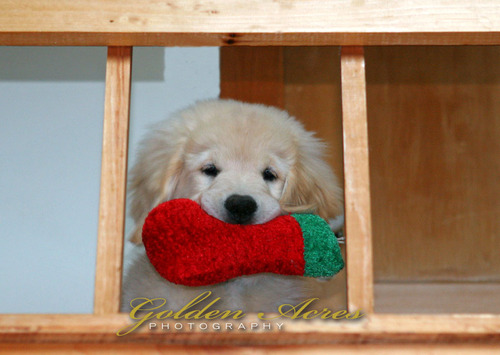 Christmas Puppy