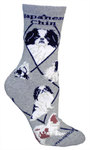 Japanese Chin on gray PH860