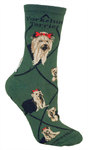Yorkshire Terrier on hunter PH907