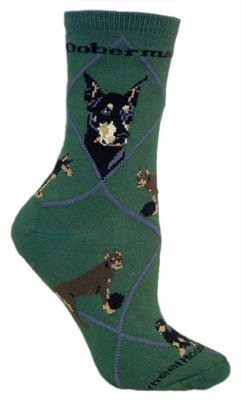 Doberman Pinscher on hunter PH896