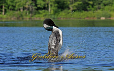 "Loon Dance"