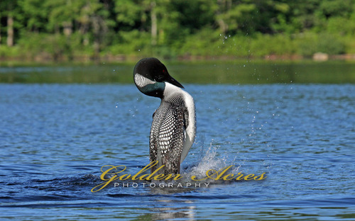 "Loon Dance"