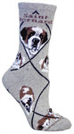 Saint Bernard on gray PH437