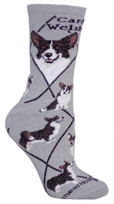 Cardigan Welsh Corgi on gray PH931