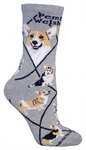 Pembroke Welsh Corgi on gray PH925
