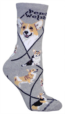 Pembroke Welsh Corgi on gray PH925