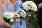 Hydrangeas