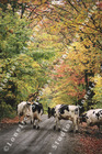 Marc Sherman Photograph Cows Crossing the Road