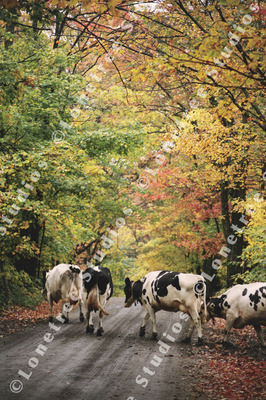 Marc Sherman Photograph Cows Crossing the Road