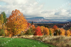 Marc Sherman Photograph Lepines 