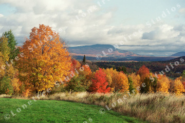 Marc Sherman Photograph Lepines 