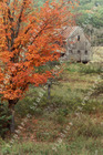 Marc Sherman Photograph Orange Tree