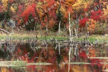Marc Sherman Photograph Peacham Foliage