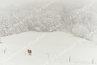 Marc Sherman Photograph Winter Horse