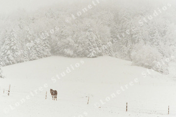 Marc Sherman Photograph Winter Horse