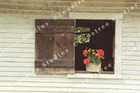 Marc Sherman Photograph Potted Geranium