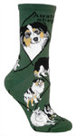 Australian Shepherd hunter PH940