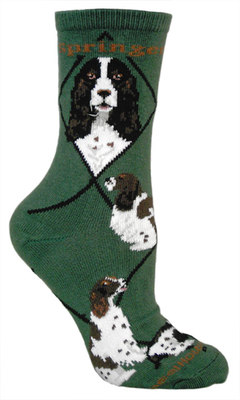 English Springer Spaniel hunter PH943