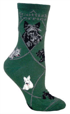 Scottish Terrier on hunter PH910