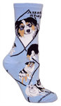 Australian Shepherd lt blue PH834