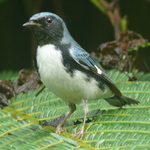 Black-throated Blue Warbler