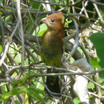 Blue Grosbeak
