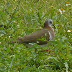 Caribbean Dove