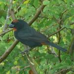 Greater Antillean Bullfinch