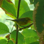 Prairie Warbler