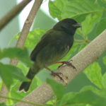 Black-faced Grassquit