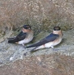 Cave Swallow