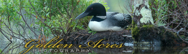 Loon resting on shore - Golden Acres Photography