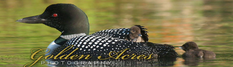 Loon and her babies swimming - Golden Acres Photography