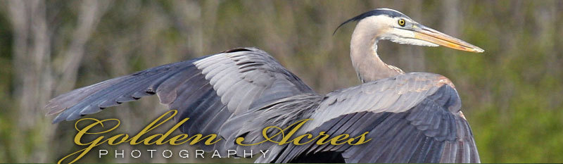 Crane about to take flight - Golden Acres Photography