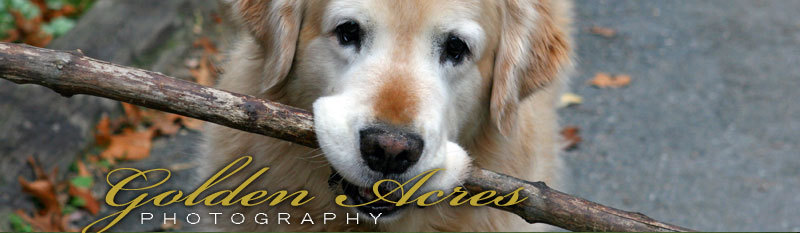Golden Retreiver holding a stick - Golden Acres Photography
