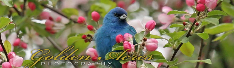 Blue bird with blooming spring flowers - Golden Acres Photography