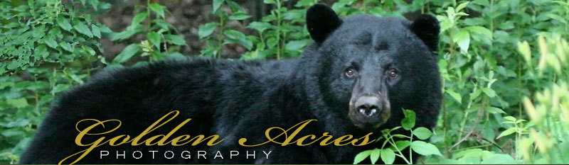 Black bear - Golden Acres Photography
