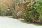 Marc Sherman Photograph Cows and Foliage