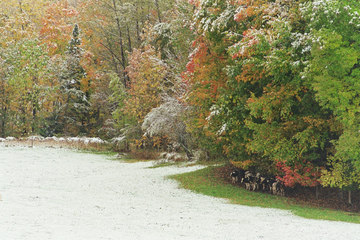 Marc Sherman Photograph Cows and Foliage