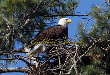 Orford Bald Eagle #11