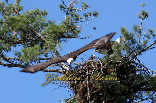 Orford Eagles nest #134