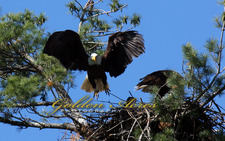 Orford Eagles Nest #131