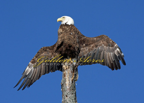 Umbagog Eagle "totem"
