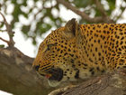 Leopard, Tanzania