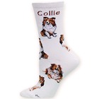 Collie Poses 2