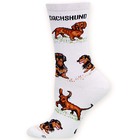 Dachshund Poses 2