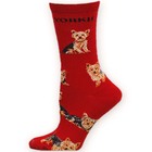 Yorkshire Terrier Poses 2