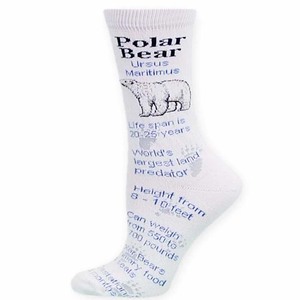Polar Bear Facts